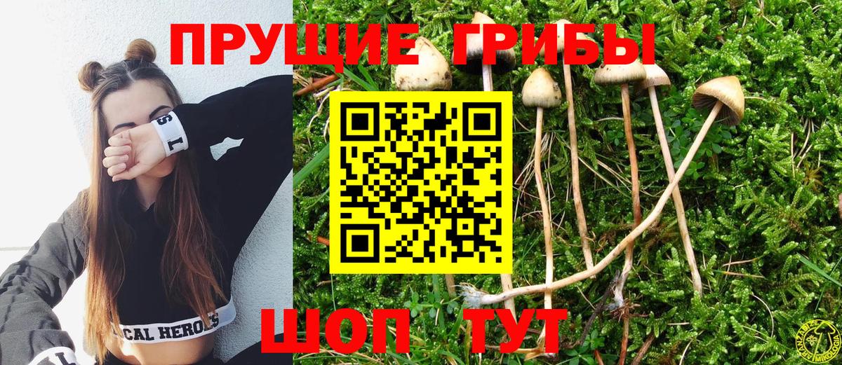 Галлюциногенные грибы Psilocybe  Уварово 